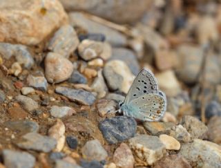 okgzl Kk Turan Mavisi (Polyommatus cornelius)