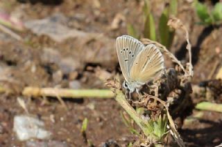 okgzl Damon Mavisi (Polyommatus damon)