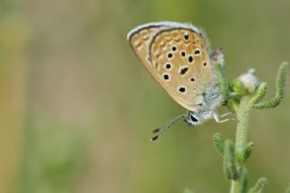 ran okgzls (Polyommatus morgianus)