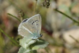 okgzl Hayal Mavisi (Polyommatus pierceae)
