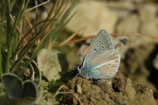 okgzl Trk Mavisi (Polyommatus turcicus)
