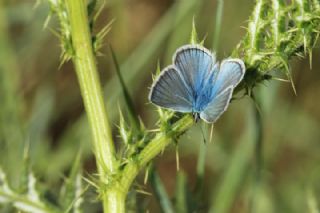 �okg�zl� A�r� Mavisi&nbsp;(Polyommatus&nbsp;vanensis)