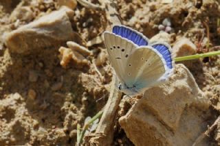 okgzl Karabet Mavisi (Polyommatus haigi)