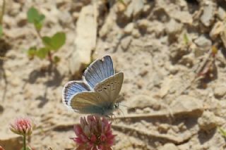 okgzl Vatan Mavisi (Polyommatus igisizilim)