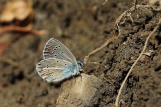 okgzl Van Mavisi (Polyommatus turcicola)