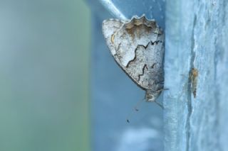 Anadolu Karamelei (Hipparchia fatua)