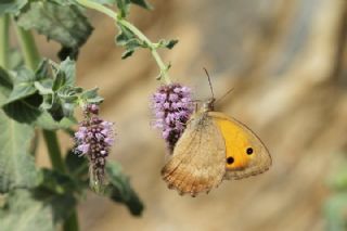 Yalanc Esmerperi (Hyponephele lycaonoides)