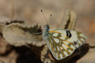 Siirt l Beneklibeyaz (Pontia glauconome)