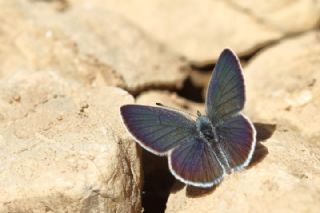 Minik Kupid (Cupido minimus)
