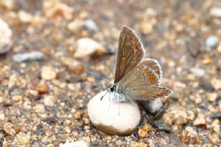 okgzl Orman Esmeri (Aricia artaxerxes)