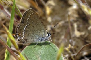 Sevbeni (Satyrium abdominalis)