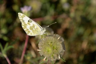 Yeni Beneklimelek (Pontia edusa)