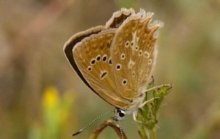 okgzl Dafnis (Polyommatus daphnis)