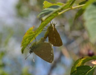 okgzl Dafnis (Polyommatus daphnis)