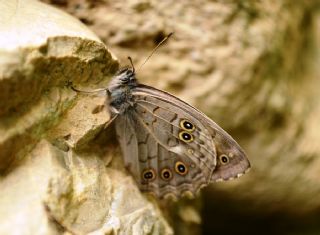 Aa Esmeri (Kirinia roxelana)