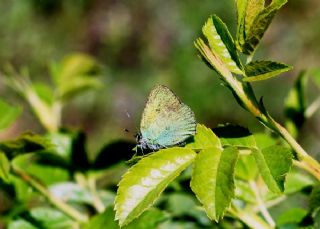 Zmrt (Callophrys rubi)