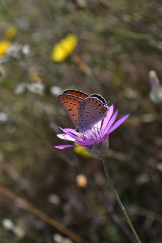 Kk Ate Gzeli (Lycaena thersamon)