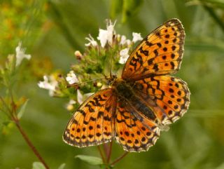 �ift Noktal� Brentis&nbsp;(Brenthis&nbsp;hecate)