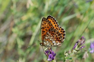 ift Noktal Brentis (Brenthis hecate)