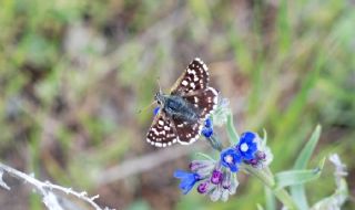 Kzl Zpzp (Spialia orbifer)