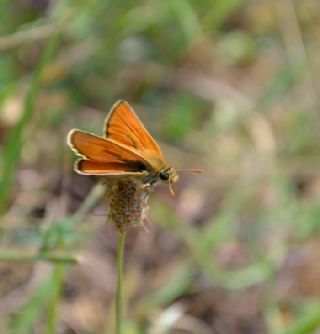 Sar Antenli Zpzp (Thymelicus sylvestris)