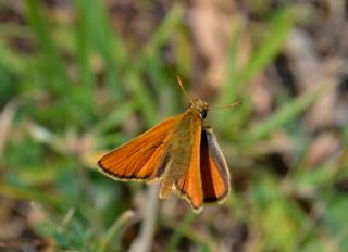 Sar Antenli Zpzp (Thymelicus sylvestris)