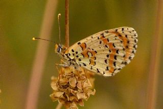Kafkasyal parhan (Melitaea interrupta)