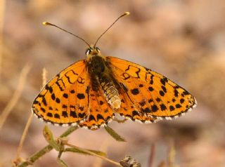 Kafkasyal parhan (Melitaea interrupta)