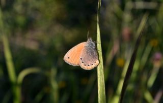 Rus Zpzp Perisi (Coenonympha leander)