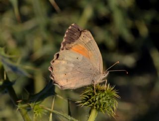 Kaya Esmeri (Kirinia clymene)