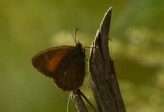 Kaya Esmeri&nbsp;(Kirinia&nbsp;clymene)