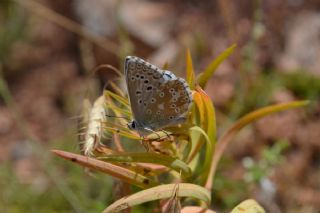 okgzl Gk Mavisi (Polyommatus bellargus)