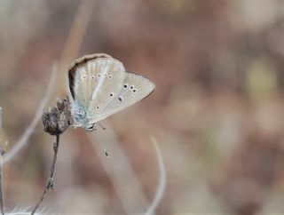 �okg�zl� Demavend Esmeri&nbsp;(Polyommatus&nbsp;demavendi)
