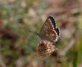 okgzl Balkan Mavisi (Aricia anteros )