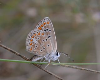 okgzl Esmer (Aricia agestis)