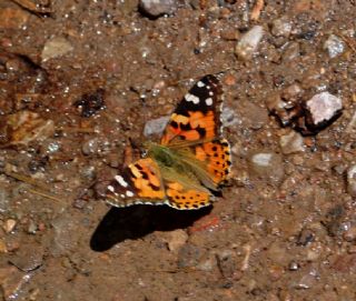 Diken Kelebei (Vanessa cardui)