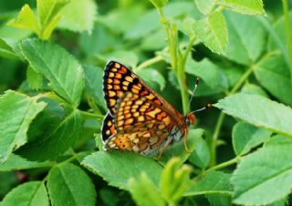 Nazuum (Euphydryas aurinia)