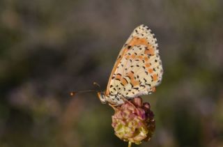 Benekli parhan (Melitaea didyma)