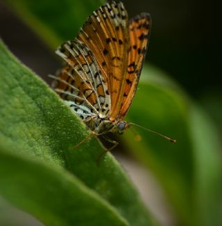 Gzel parhan (Melitaea trivia)