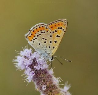 Kk Ate Gzeli (Lycaena thersamon)