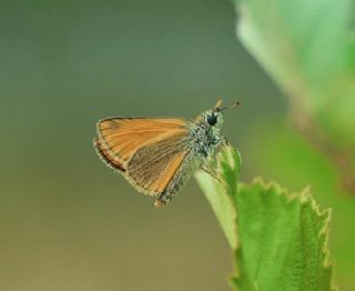 Sar Antenli Zpzp (Thymelicus sylvestris)