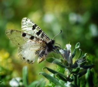 Yalanc Apollo (Archon apollinus)