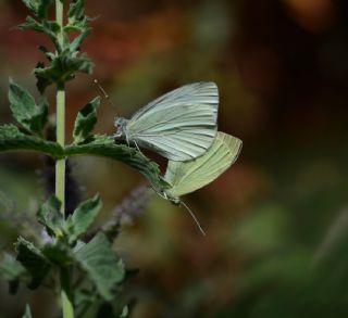 Yalanc Beyazmelek (Pieris pseudorapae)