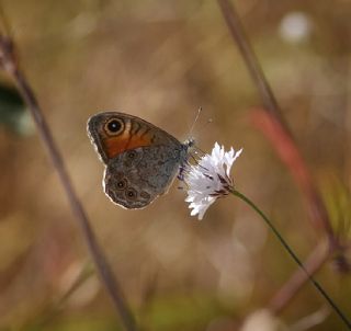 Esmerboncuk (Lasiommata maera)