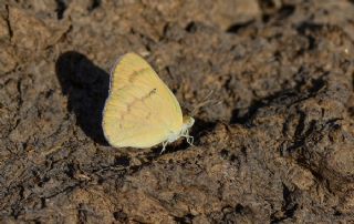 Mezopotamya Kolotisi (Colotis fausta)