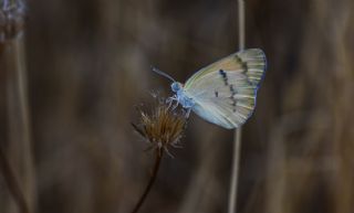 Mezopotamya Kolotisi (Colotis fausta)