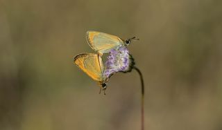 Sar Antenli Zpzp (Thymelicus sylvestris)