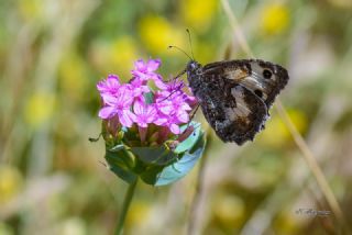 Anadolu Yalanccads (Pseudochazara anthelea)