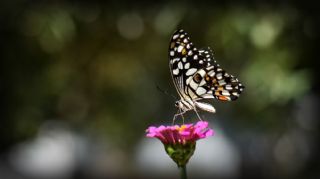Nusaybin Güzeli (Papilio demoleus)