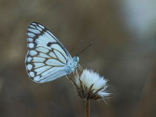 Beyaz nc (Belenois aurota)